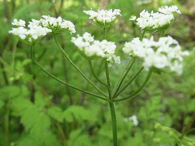 Apiales